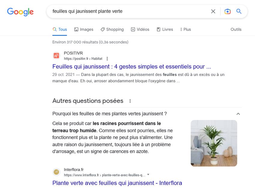 recherche-google-feuilles-qui-jaunissent-plante-verte